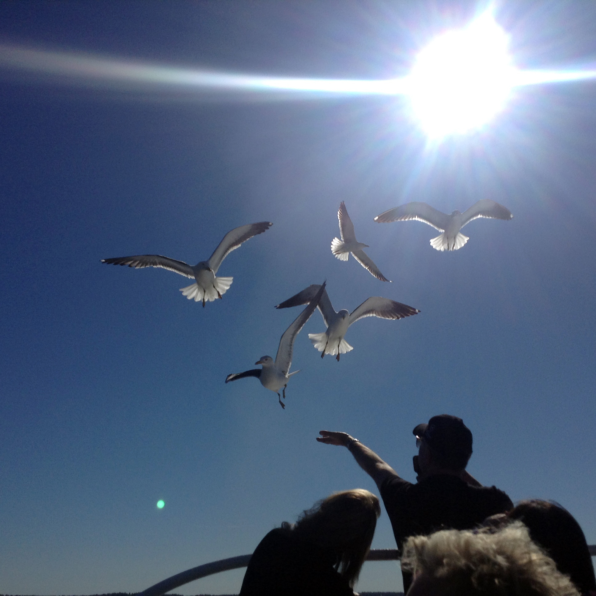 Eat, my fine feathered friends!