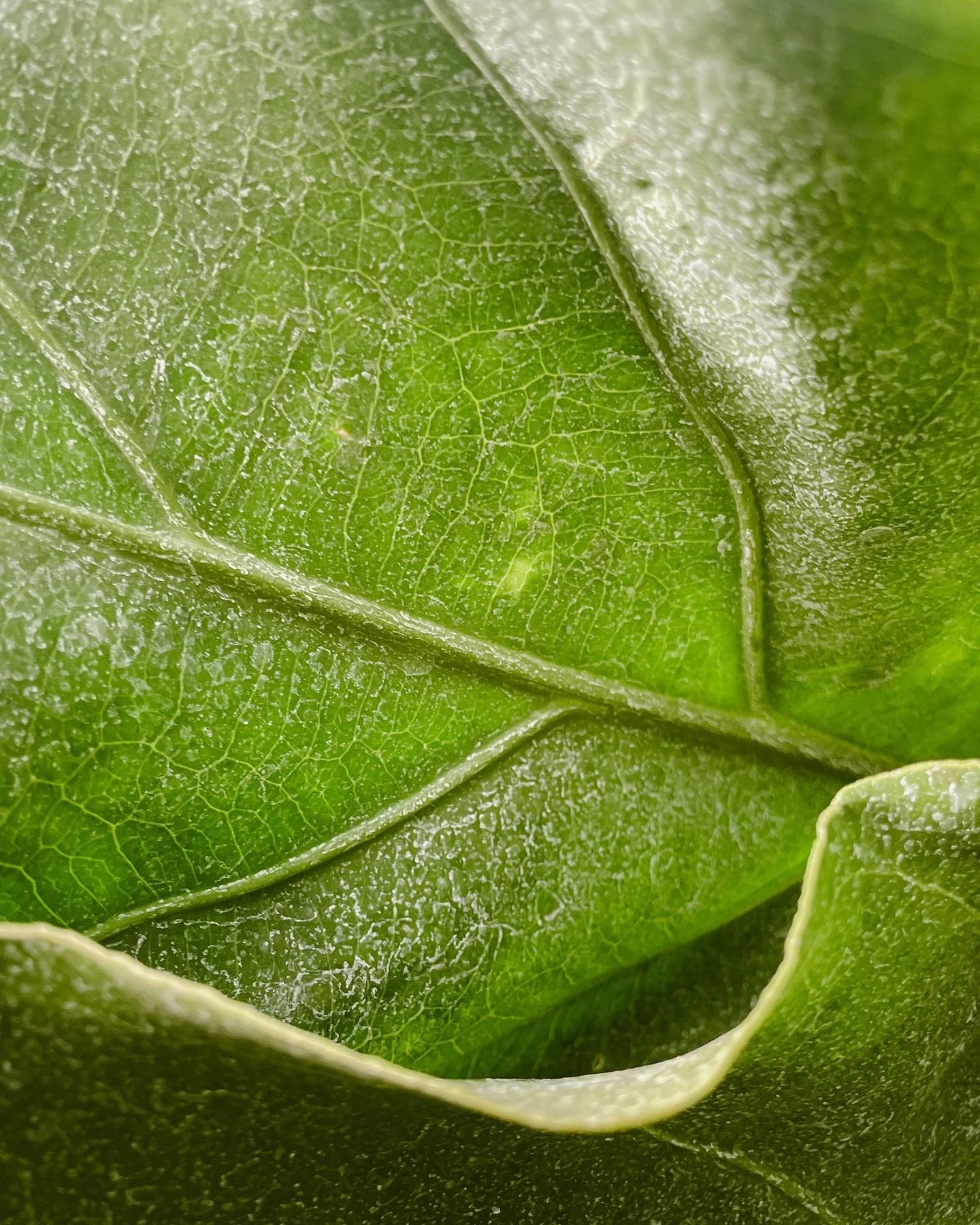 Close-up of green leaves showing detailed texture and veins.