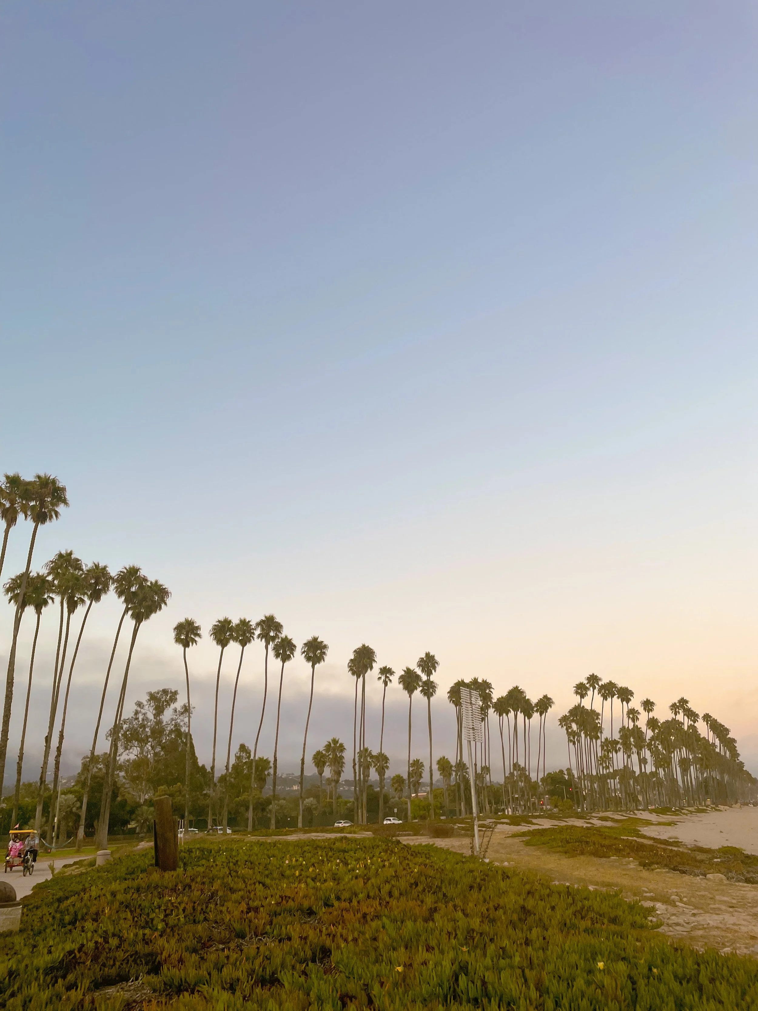 A coastline with a clear, light blue sky and numerous tall palm trees along the beach. Some sand and greenery are visible in the foreground, with a few people in the distance and cars on a road.