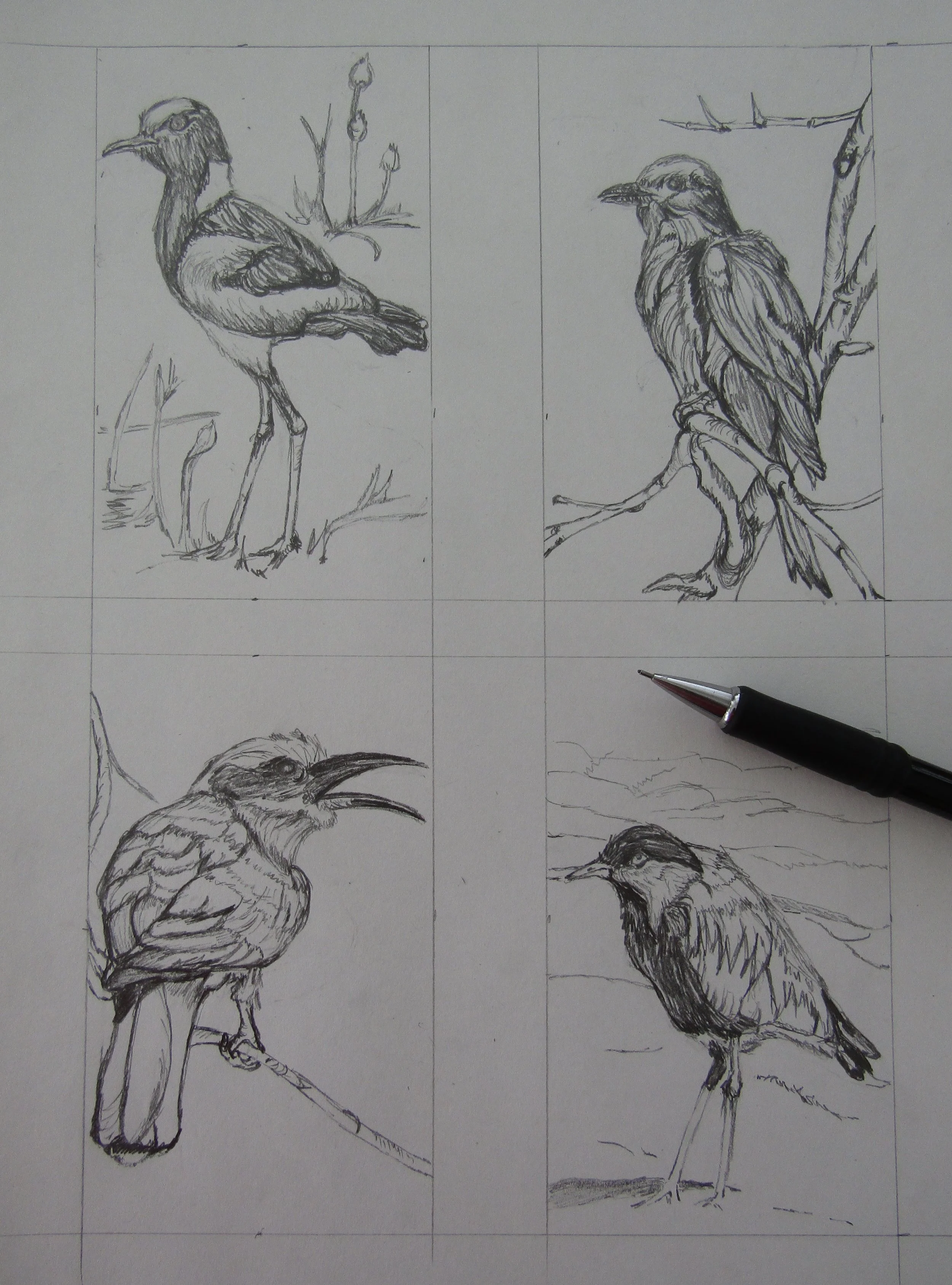 The numerous birds I saw inspired these drawings. 