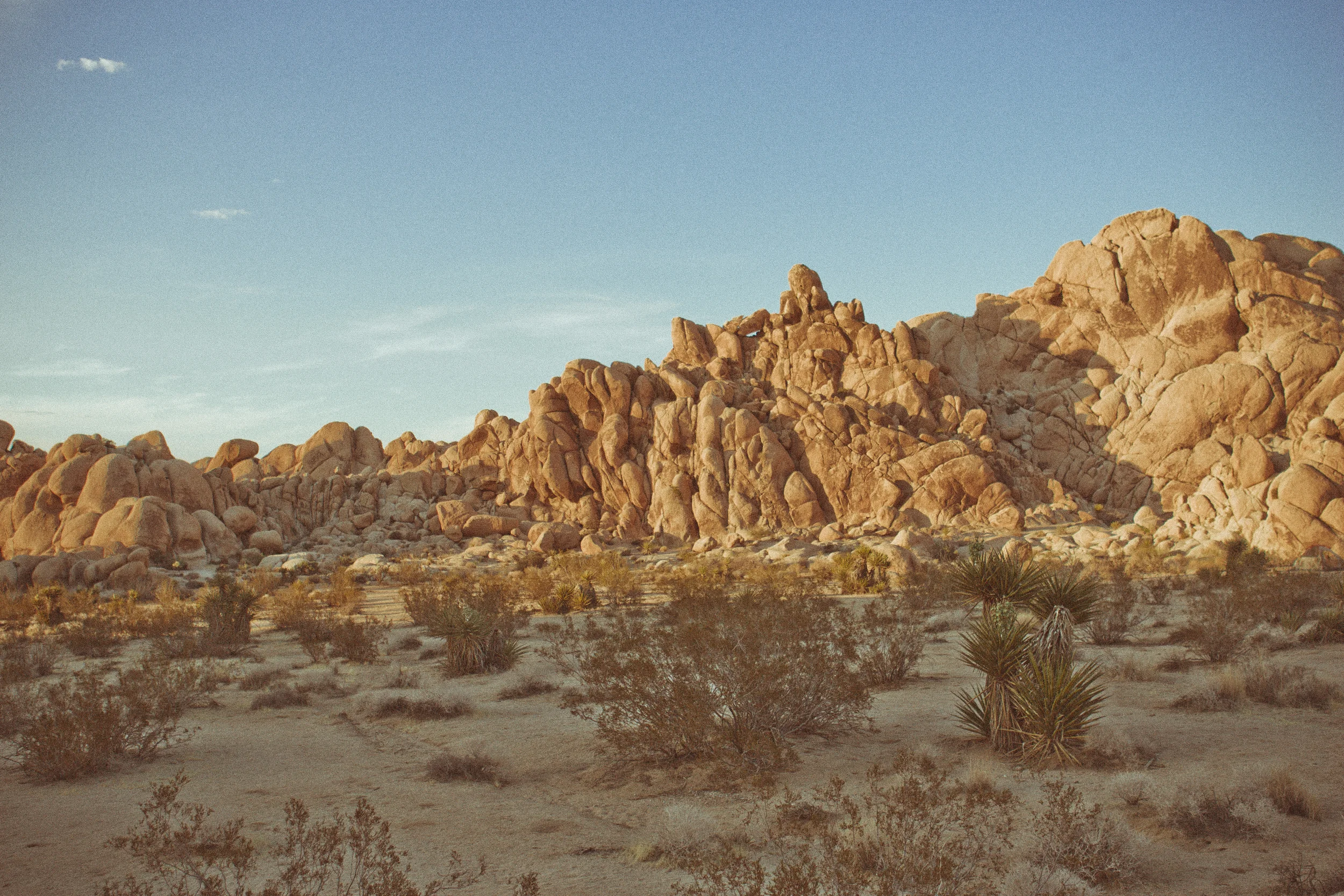 130511_Joshua_Tree_1_534-Edit.jpg