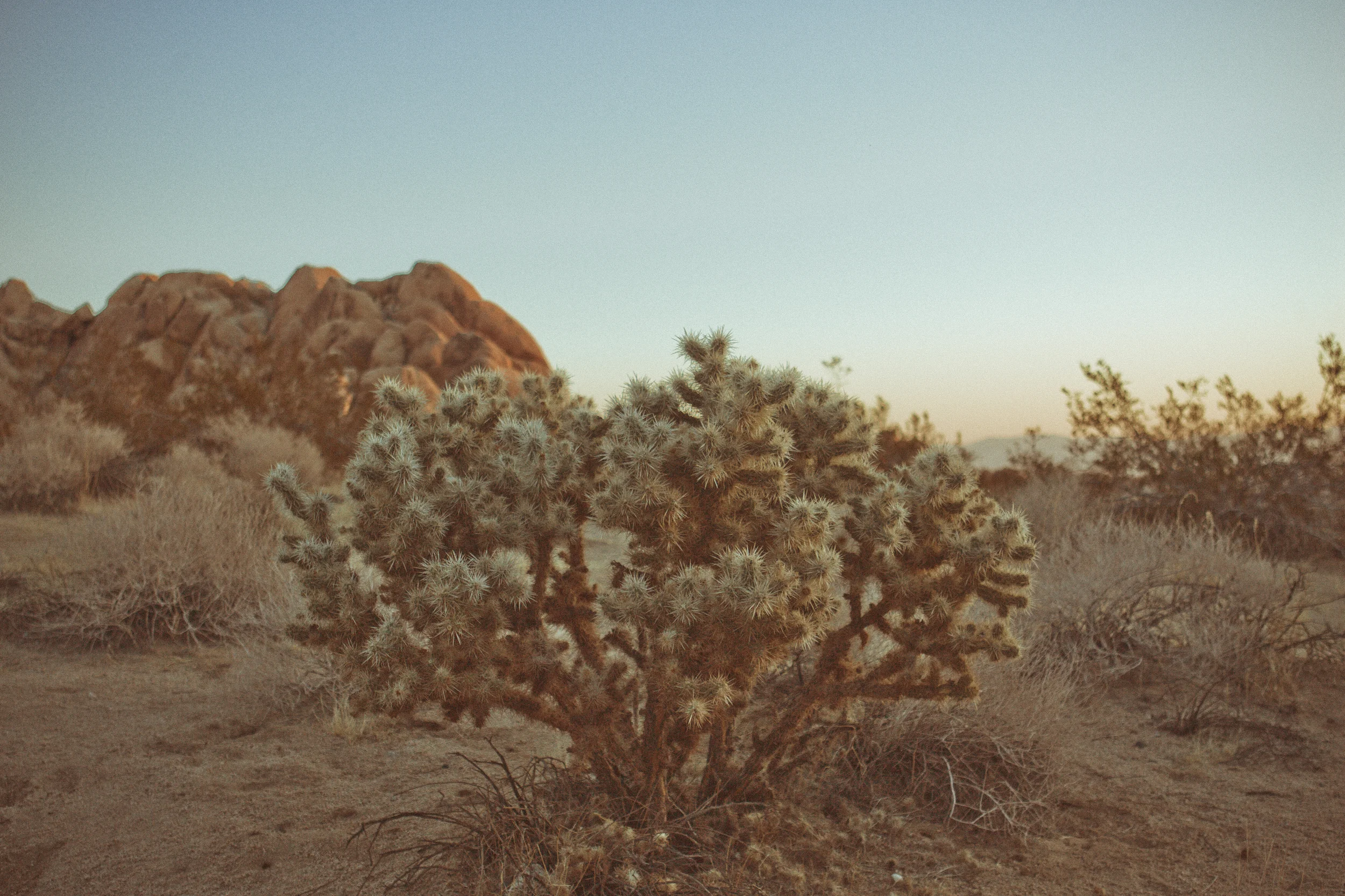 130512_Joshua_Tree_2_054-Edit.jpg