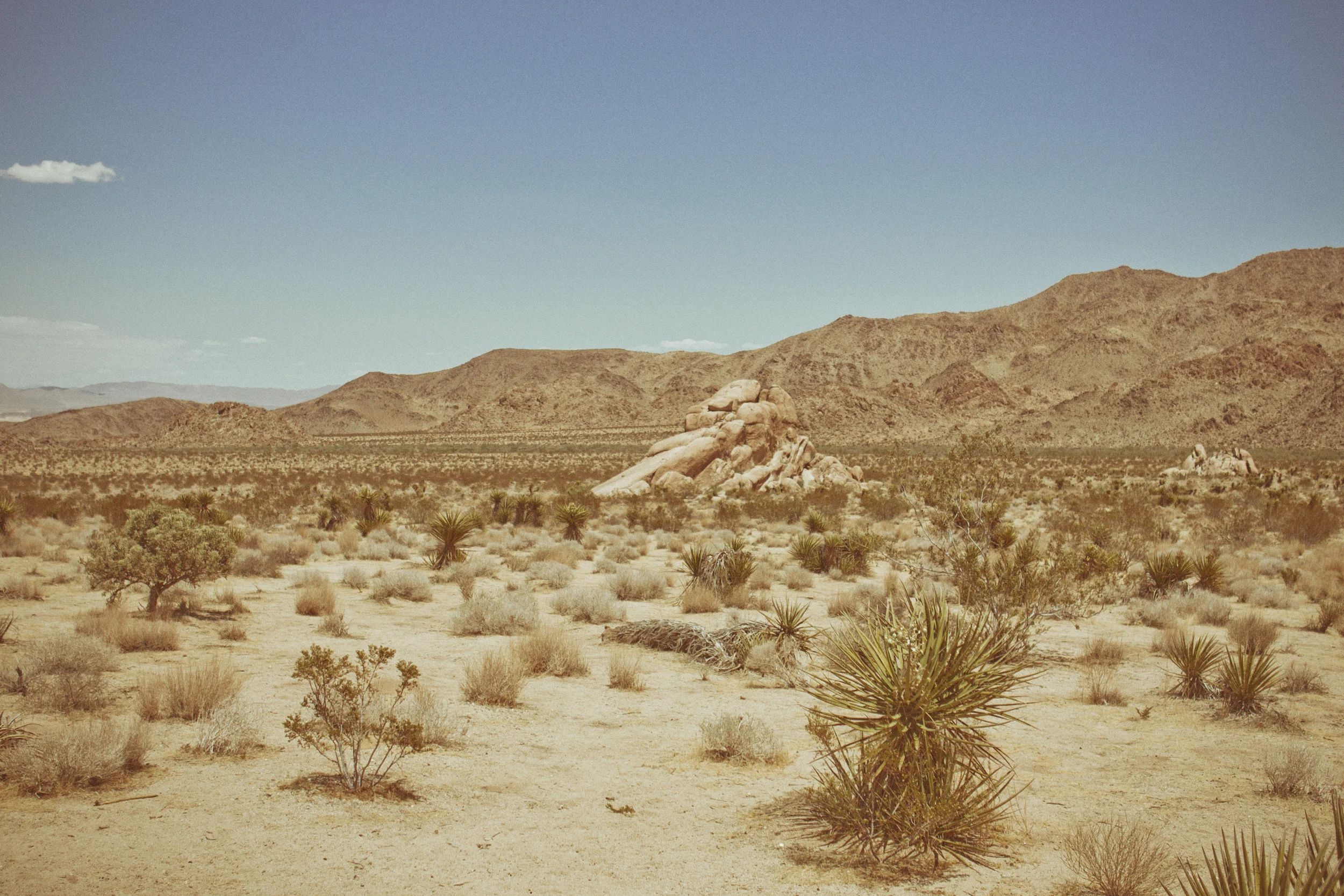 130512_Joshua_Tree_2_088-Edit-2.jpg