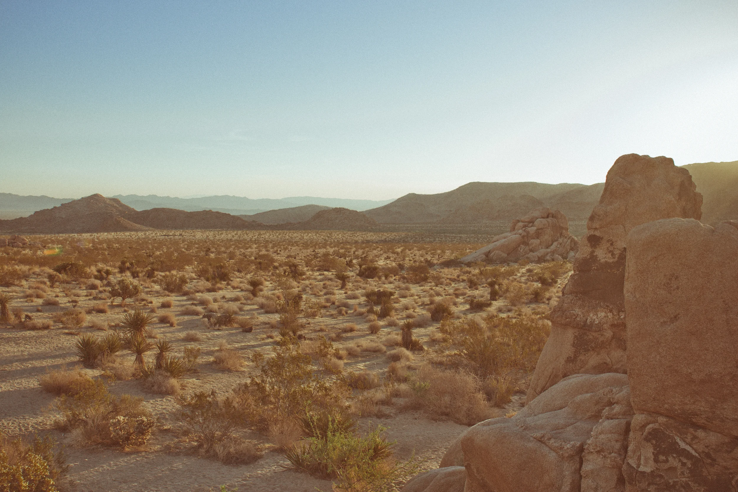 130513_Joshua_Tree_2_331-Edit.jpg