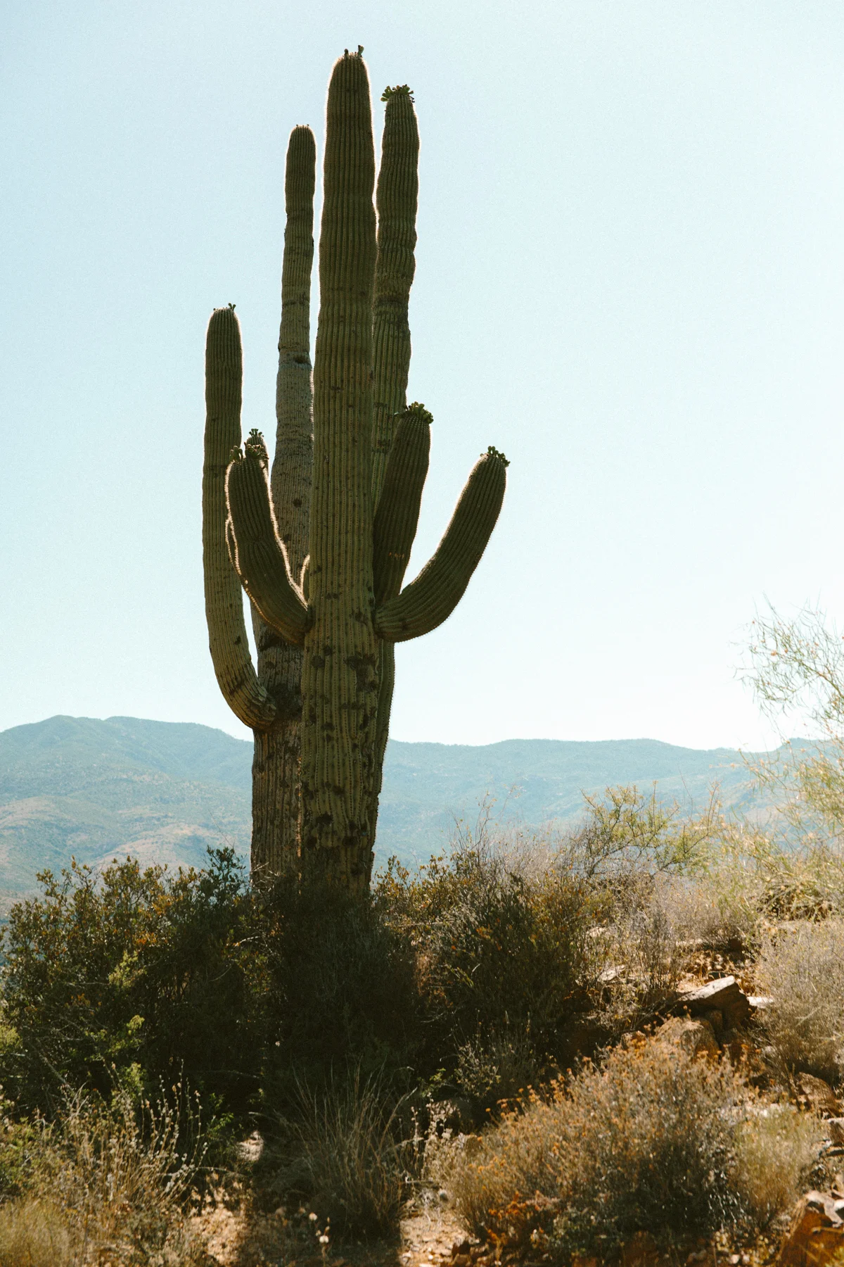 fvf_LDWEBB_00591.jpg