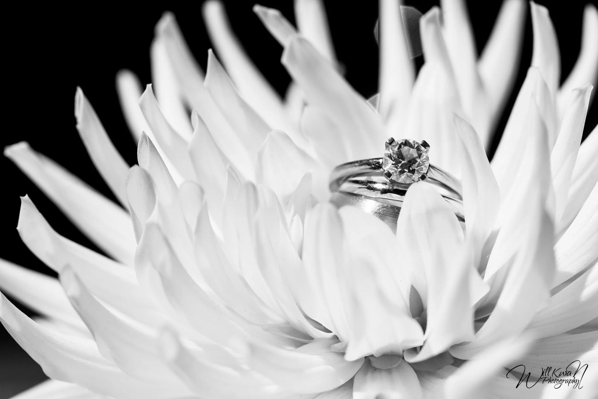 DSC_7370-Edit.jpg