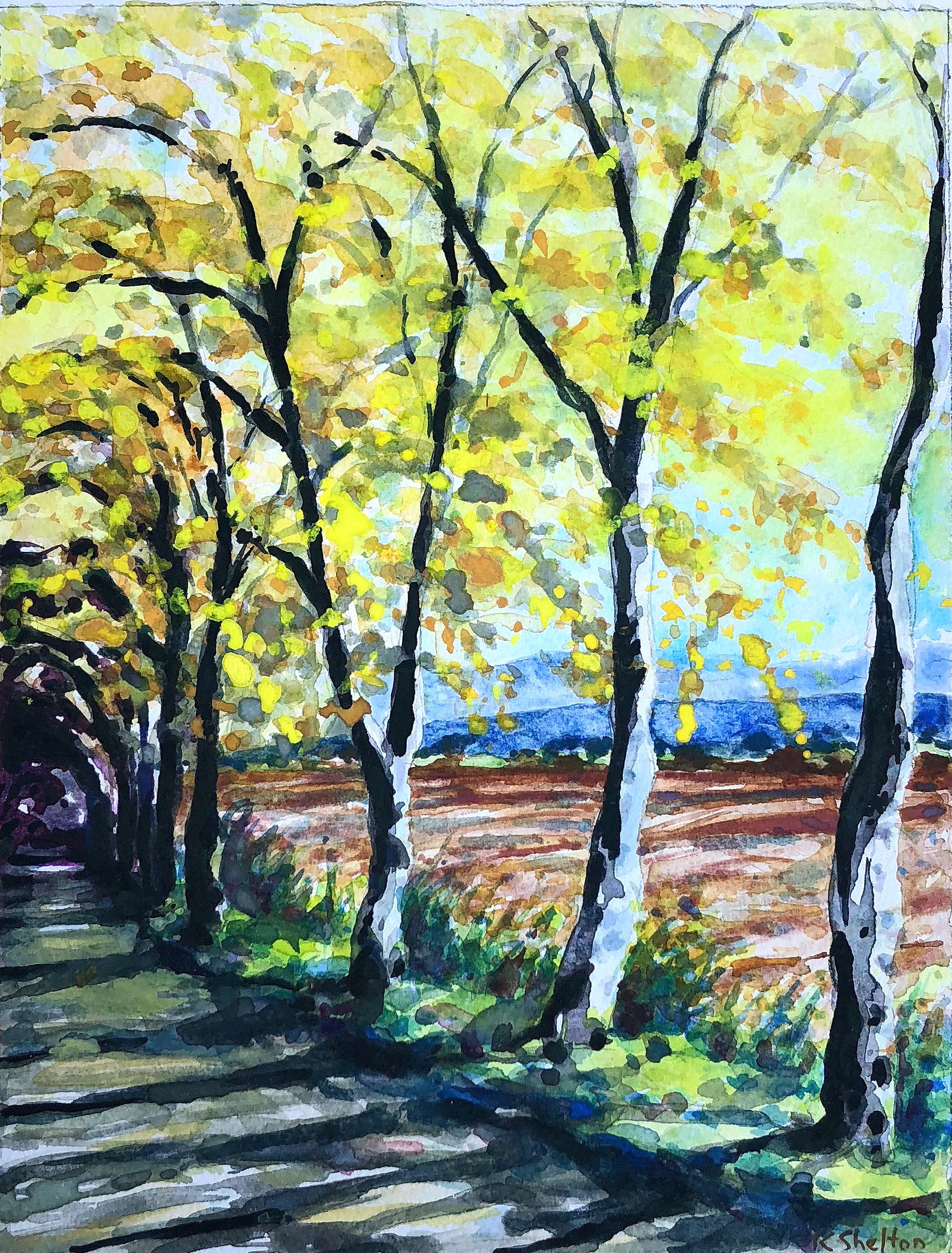 plane tree img.jpg