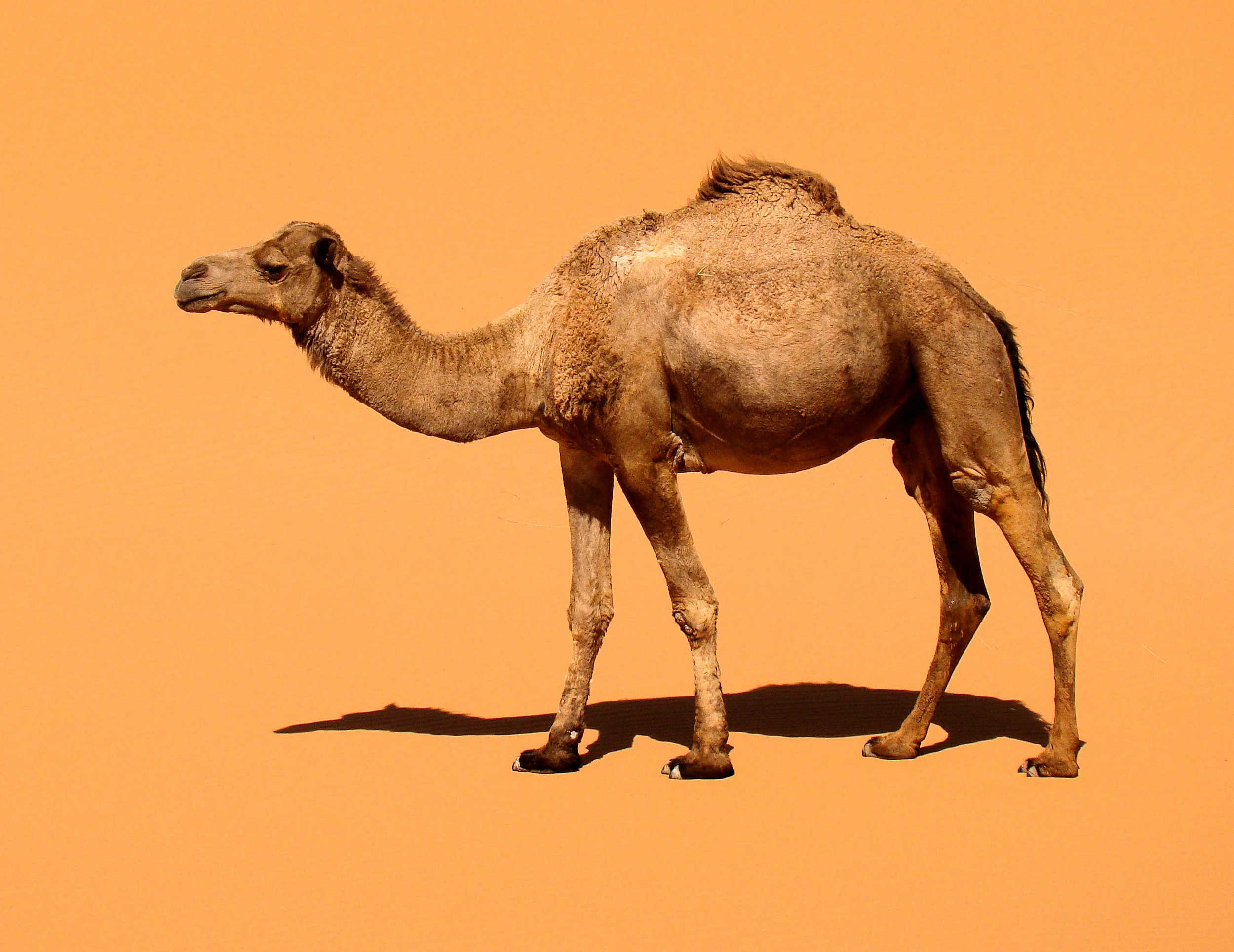 Camel2.jpg