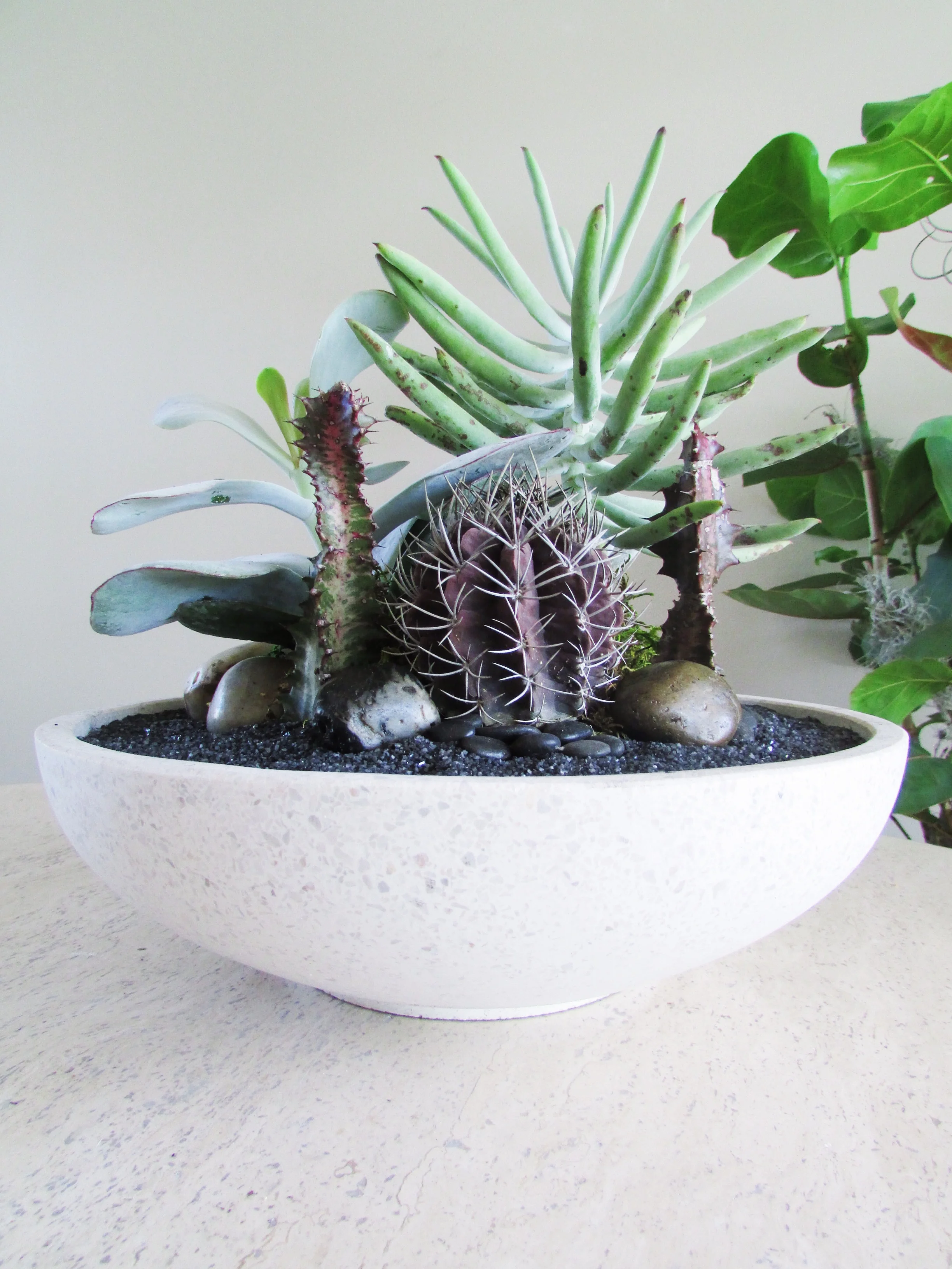 Small Bowl Cactus (Black).JPG