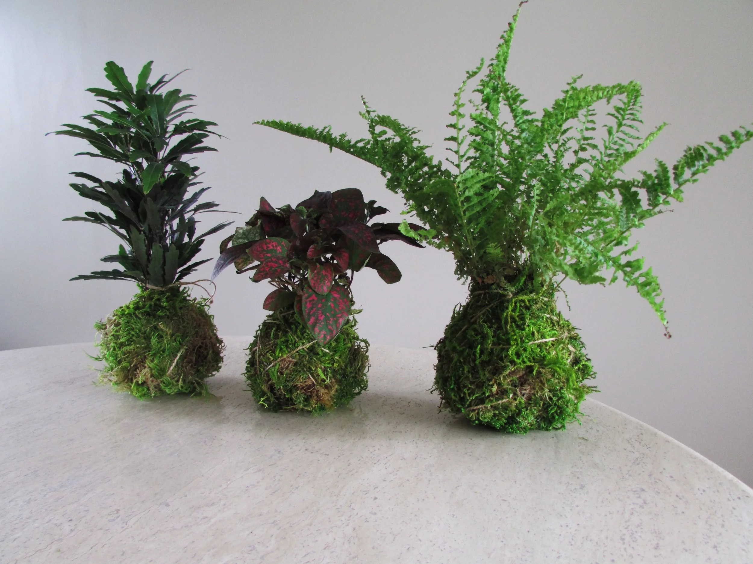 Kokedama Balls (Set of Three)