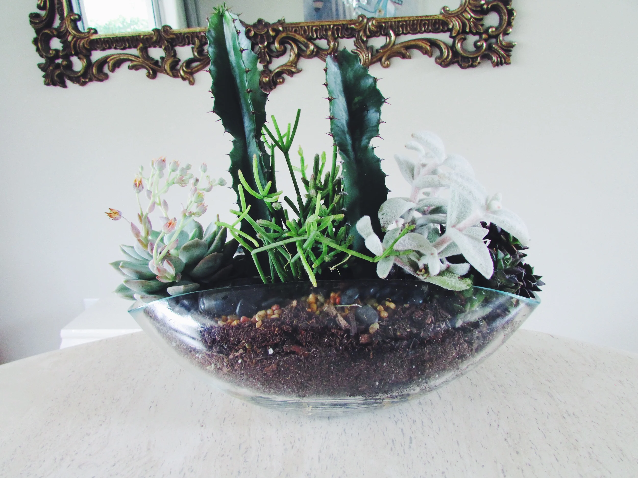 Glass / Clay Vase Terrariums