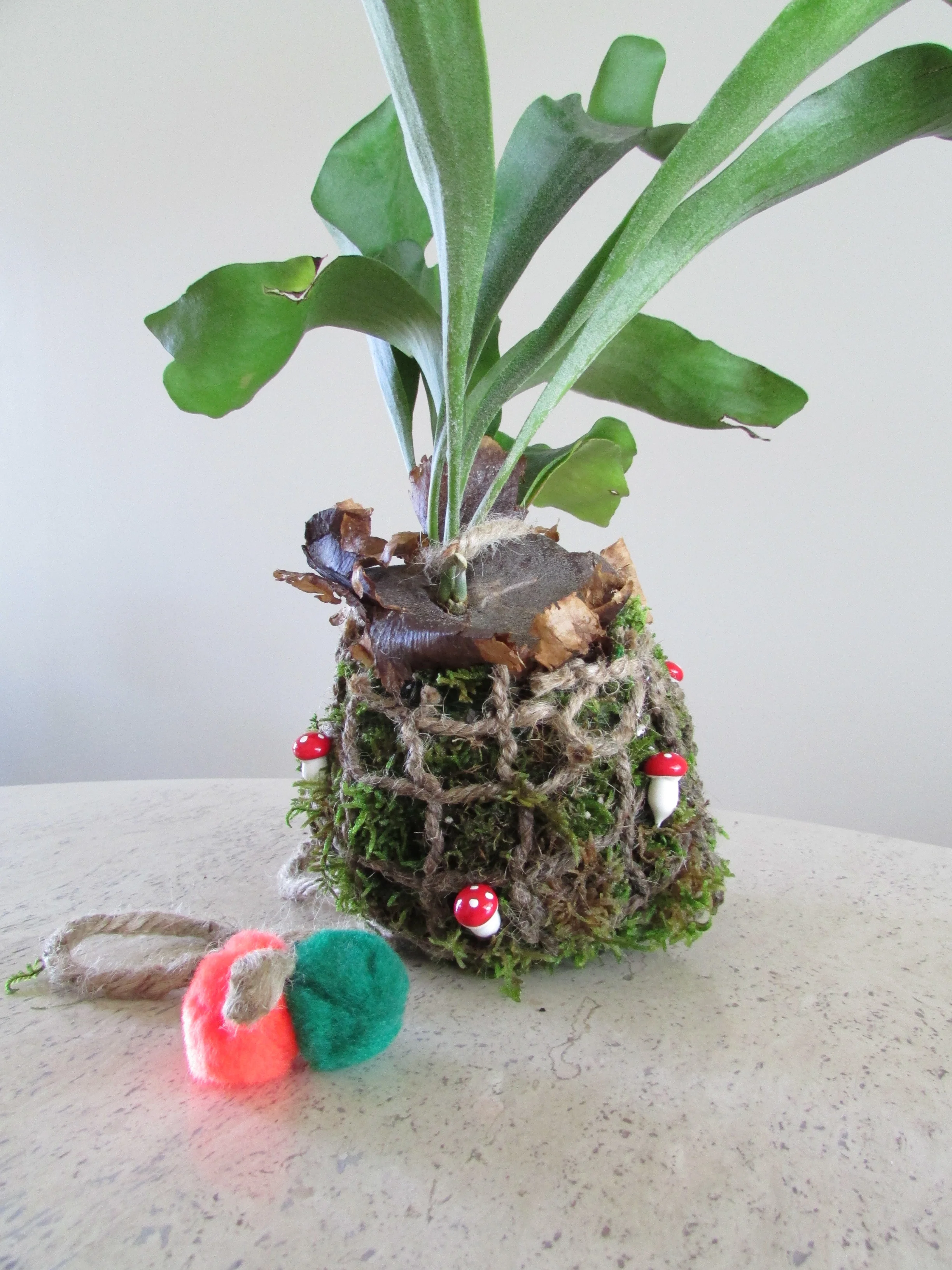 Staghorn Kokedama Ball