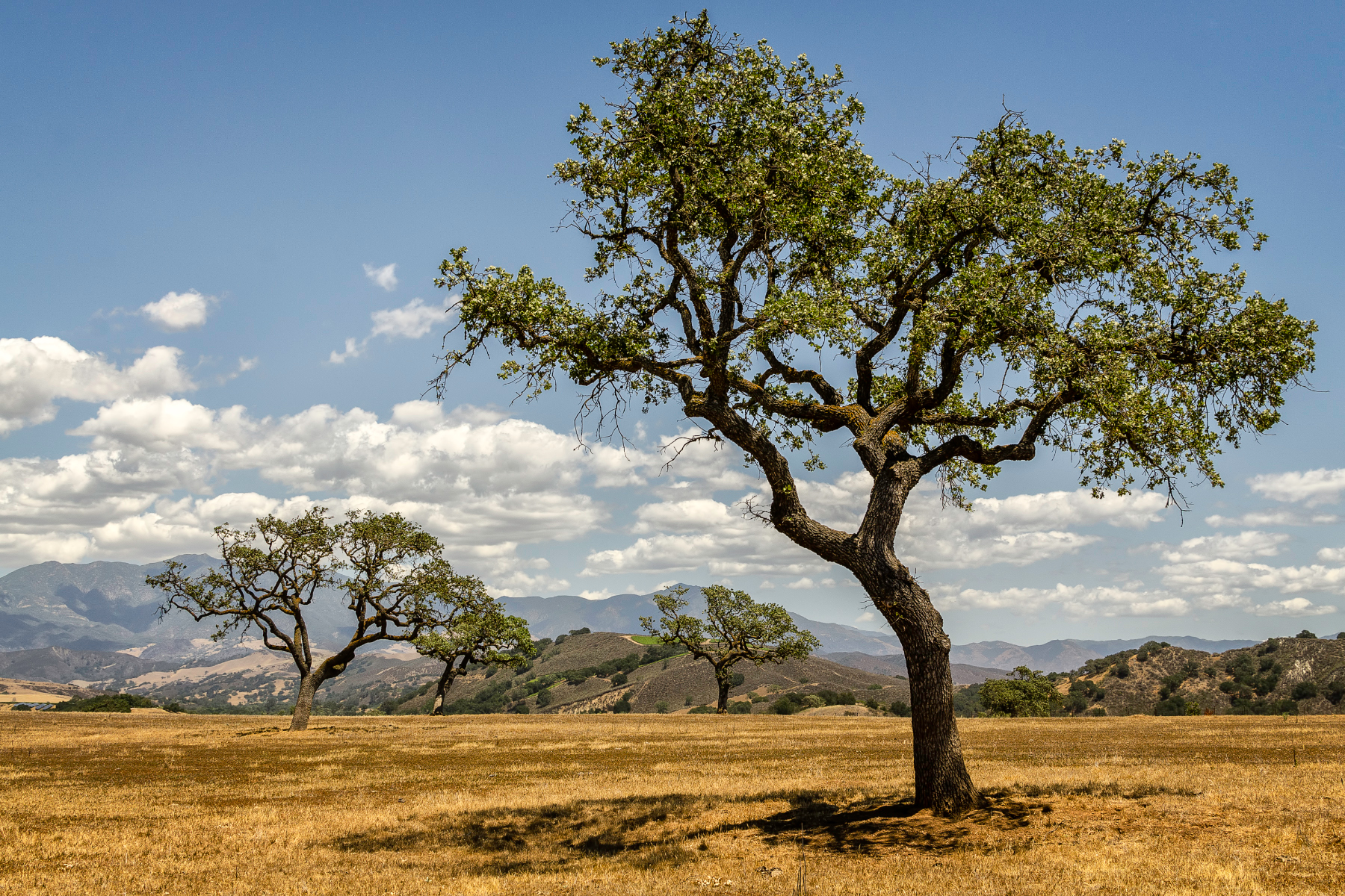 California's Serengeti