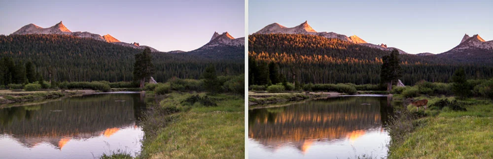 Wasim-Muklashy-Photography_Tuolumne-Meadows_Yosemite_National-Park_Deer-Composite-Tutorial_Comp