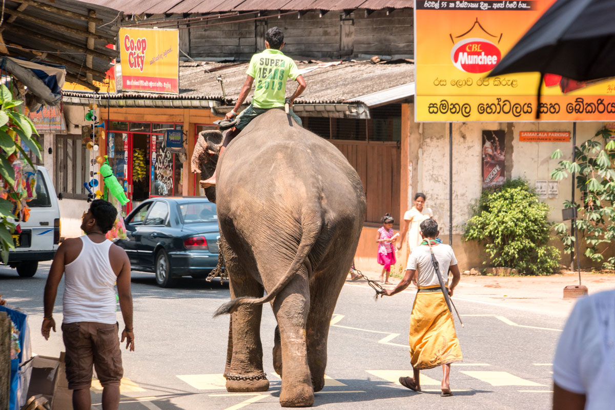 Wasim-Muklashy-Photography_Nuwara-Eliya_Sri-Lanka_February-2015_Samsung-NX1_18-200mm_04.jpg