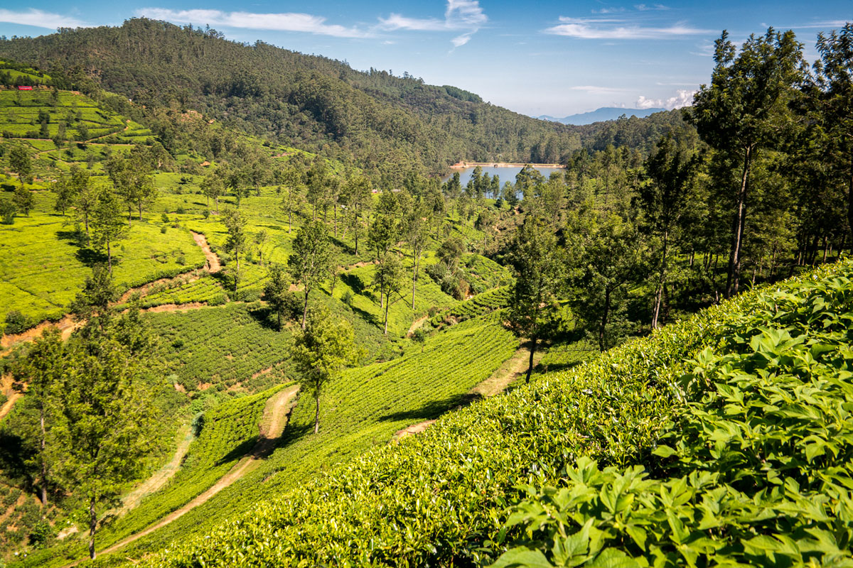 Nuwara Eliya, Sri Lanka, Wasim Muklashy Photography, Wasim of Nazareth