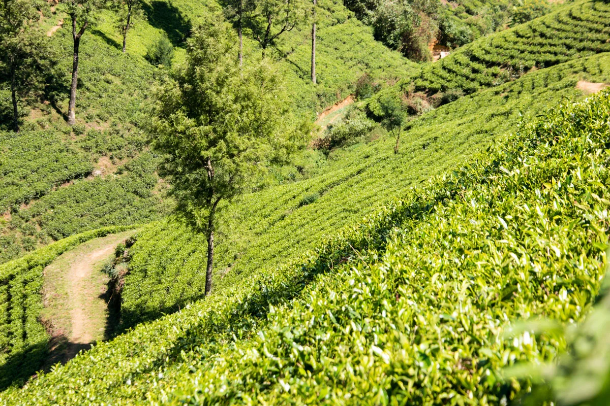 Pedro Tea Estate, Nuwara Eliya, Sri Lanka, Wasim Muklashy Photography, Wasim of Nazareth