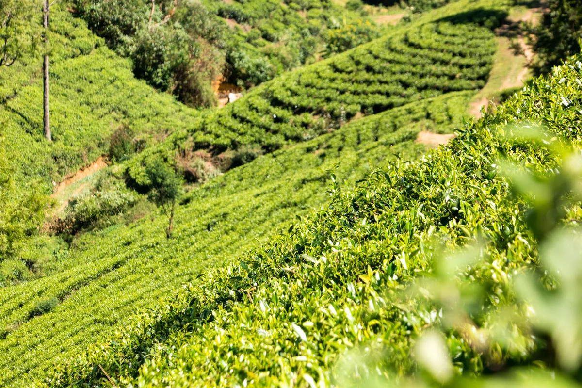 Pedro Tea Estate, Nuwara Eliya, Sri Lanka, Wasim Muklashy Photography, Wasim of Nazareth