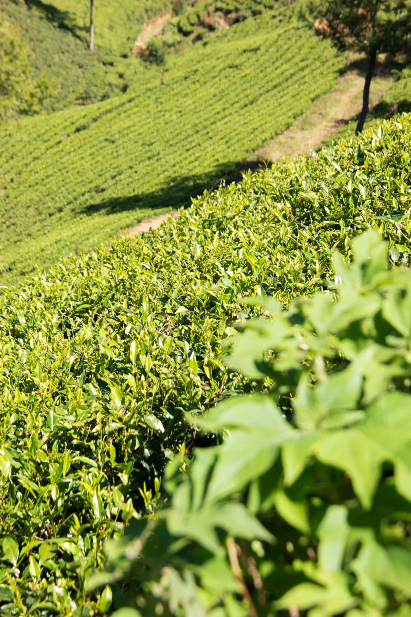 Pedro Tea Estate, Nuwara Eliya, Sri Lanka, Wasim Muklashy Photography, Wasim of Nazareth