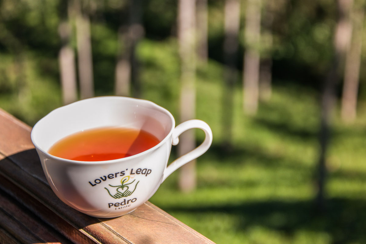 Pedro Tea Estate, Nuwara Eliya, Sri Lanka, Wasim Muklashy Photography, Wasim of Nazareth