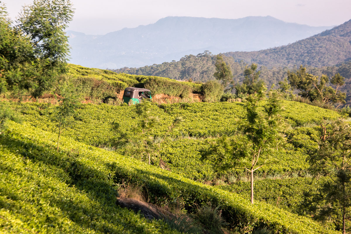 Nuwara Eliya, Sri Lanka, Wasim Muklashy Photography, Wasim of Nazareth