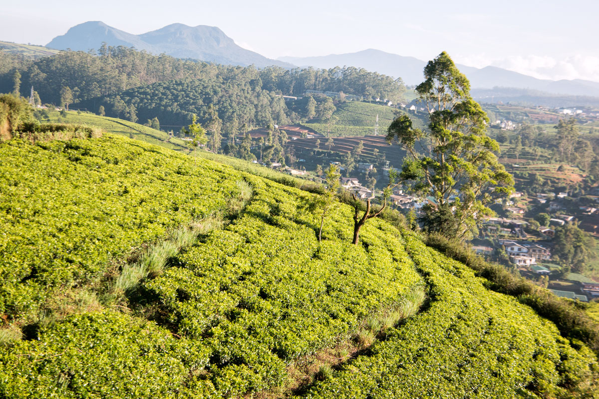 Nuwara Eliya, Sri Lanka, Wasim Muklashy Photography, Wasim of Nazareth
