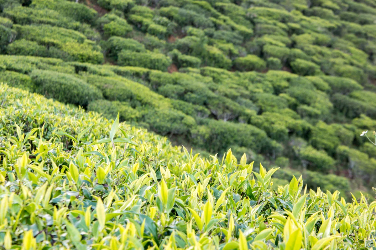 Nuwara Eliya, Sri Lanka, Wasim Muklashy Photography, Wasim of Nazareth