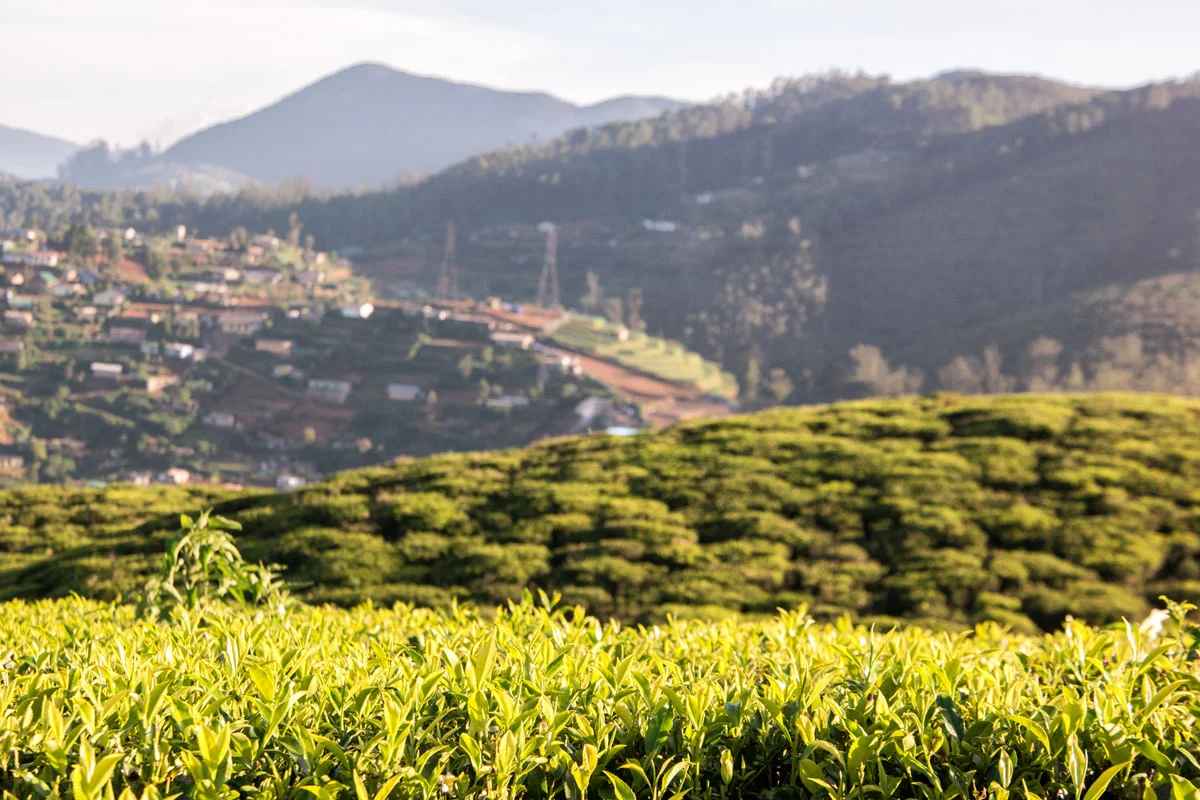Nuwara Eliya, Sri Lanka, Wasim Muklashy Photography, Wasim of Nazareth