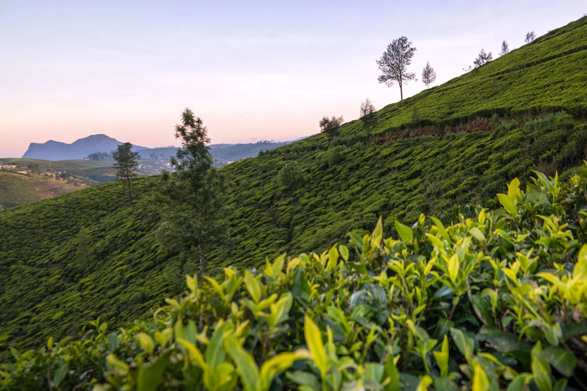 Nuwara Eliya, Sri Lanka, Wasim Muklashy Photography, Wasim of Nazareth