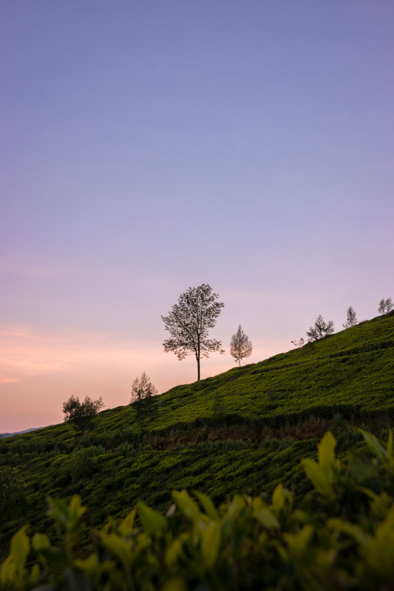 Nuwara Eliya, Sri Lanka, Wasim Muklashy Photography, Wasim of Nazareth