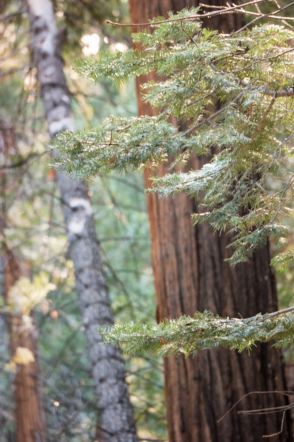 Wasim Muklashy Photography_April 2015_Yosemite_California_Samsung NX1_ SAM_1834_1800px.jpg