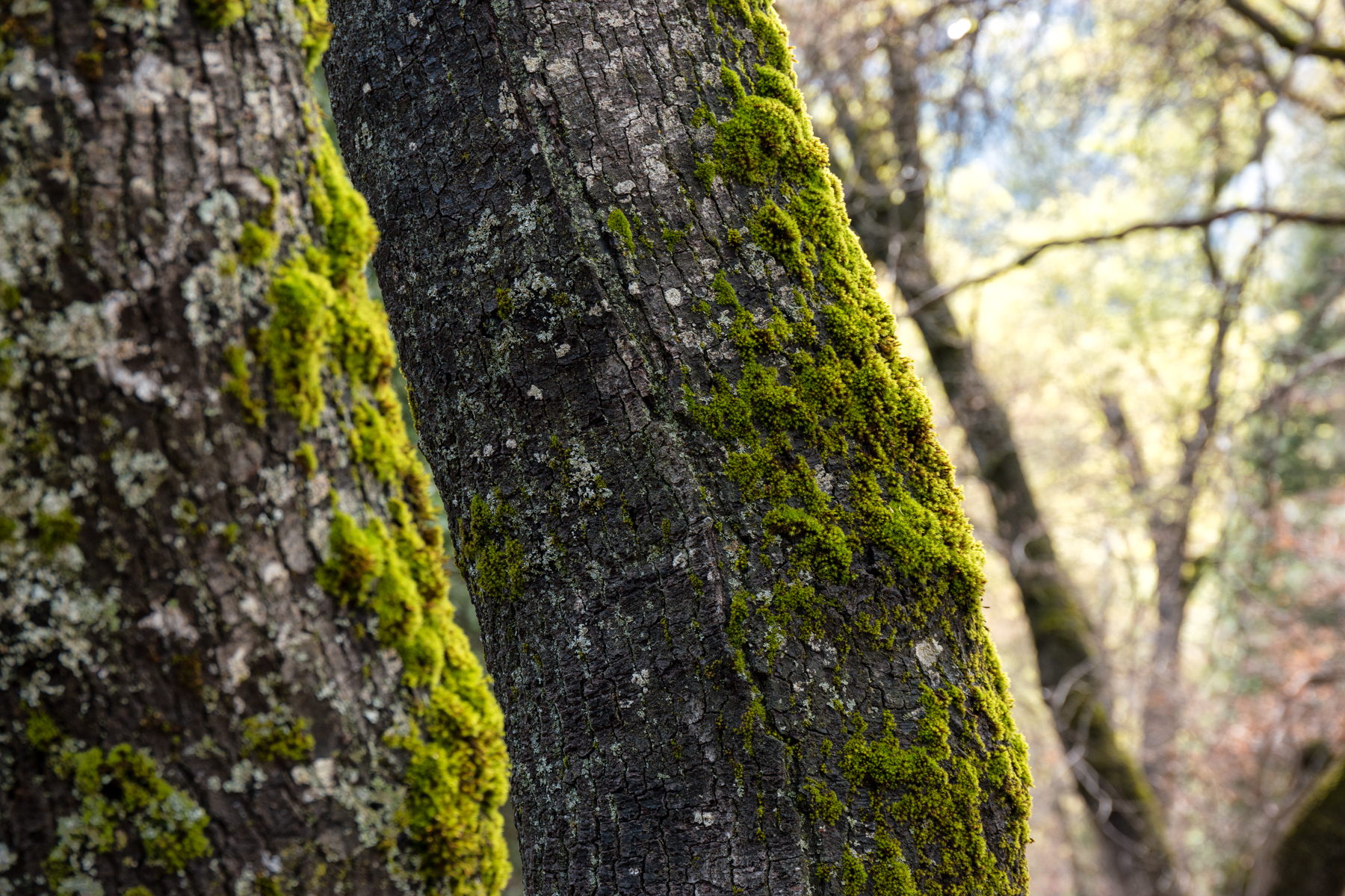 Wasim Muklashy Photography_April 2015_Yosemite_California_Samsung NX1_ SAM_7958_1800px.jpg