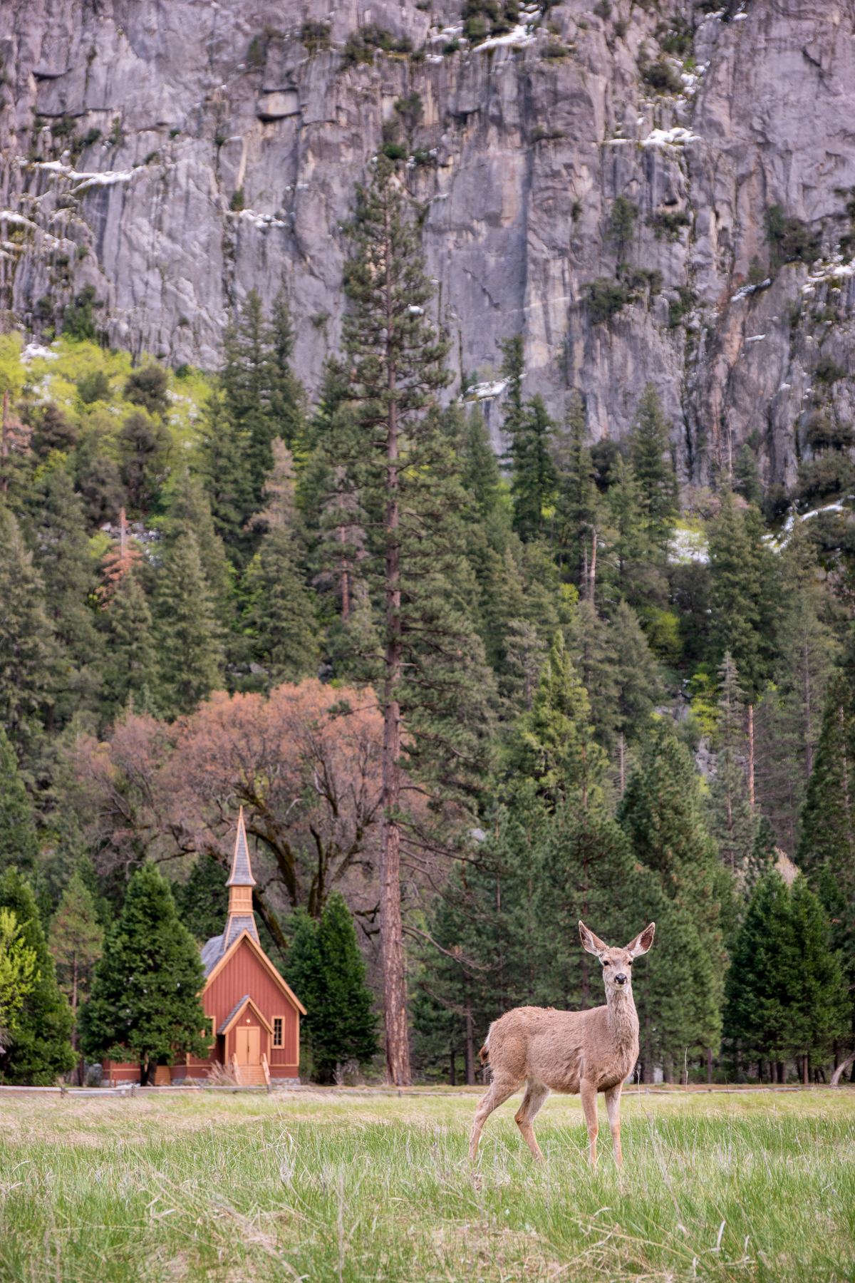 Wasim Muklashy Photography_April 2015_Yosemite_California_Samsung NX1_ SAM_8036_1800px.jpg