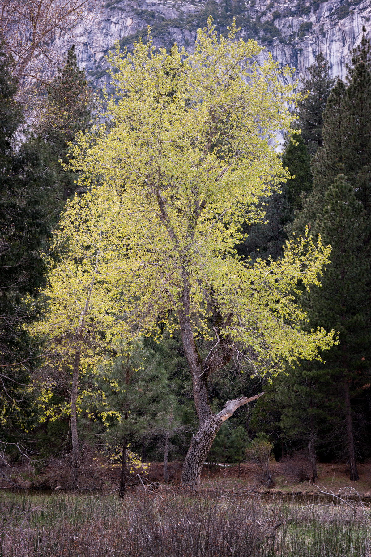 Wasim Muklashy Photography_April 2015_Yosemite_California_Samsung NX1_ SAM_8044-2.jpg