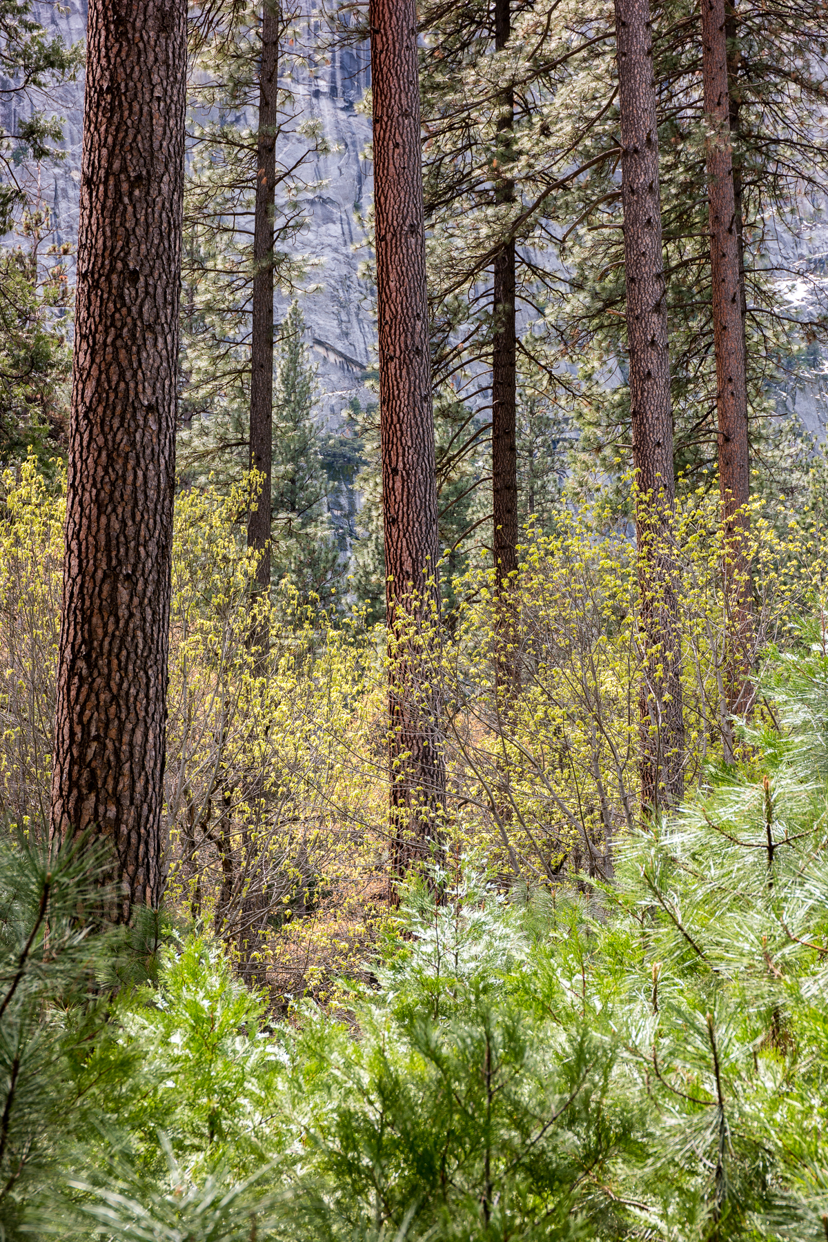 Wasim Muklashy Photography_April 2015_Yosemite_California_Samsung NX1_ SAM_8105_1800px.jpg