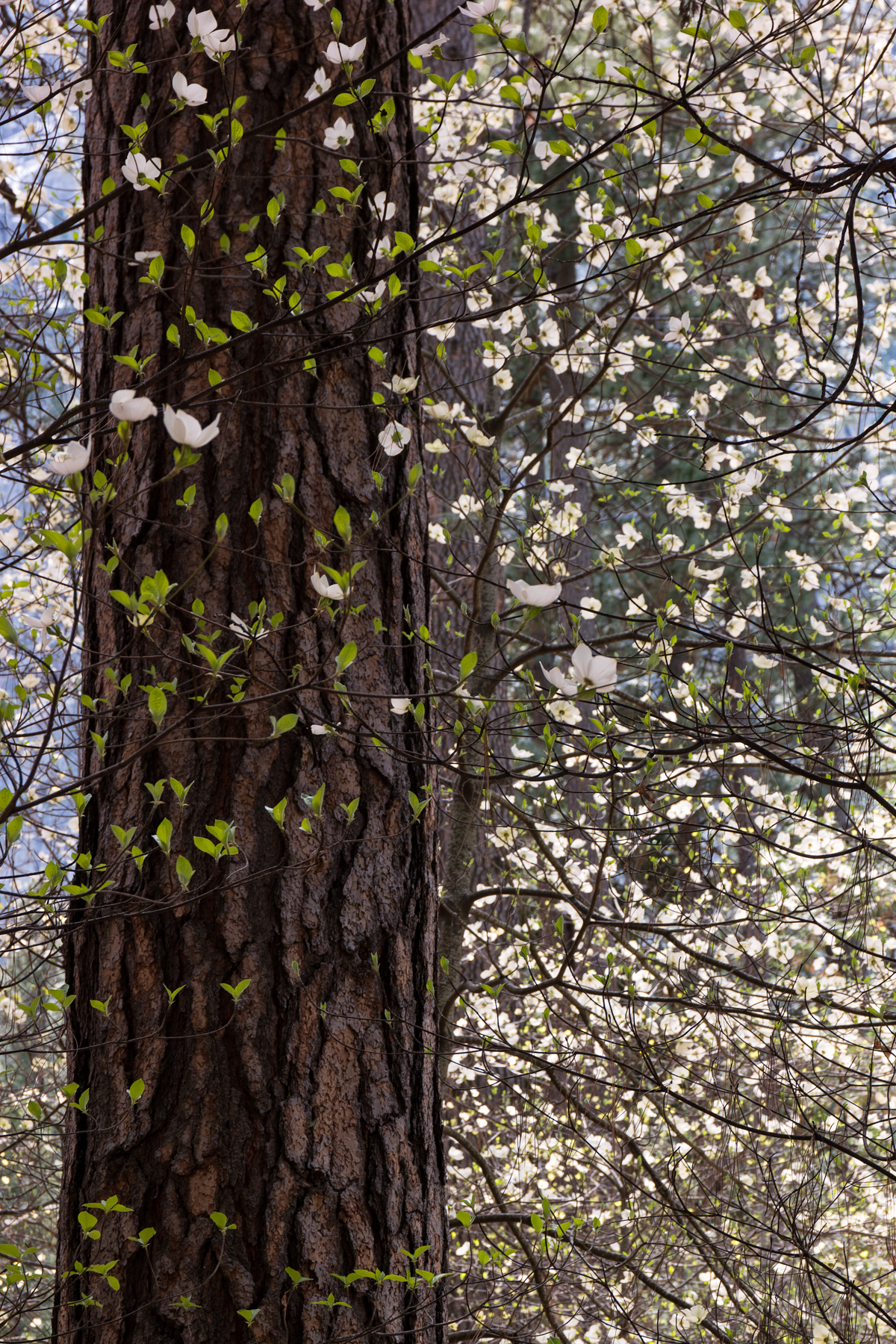 Wasim Muklashy Photography_April 2015_Yosemite_California_Samsung NX1_ SAM_8106_1800px.jpg