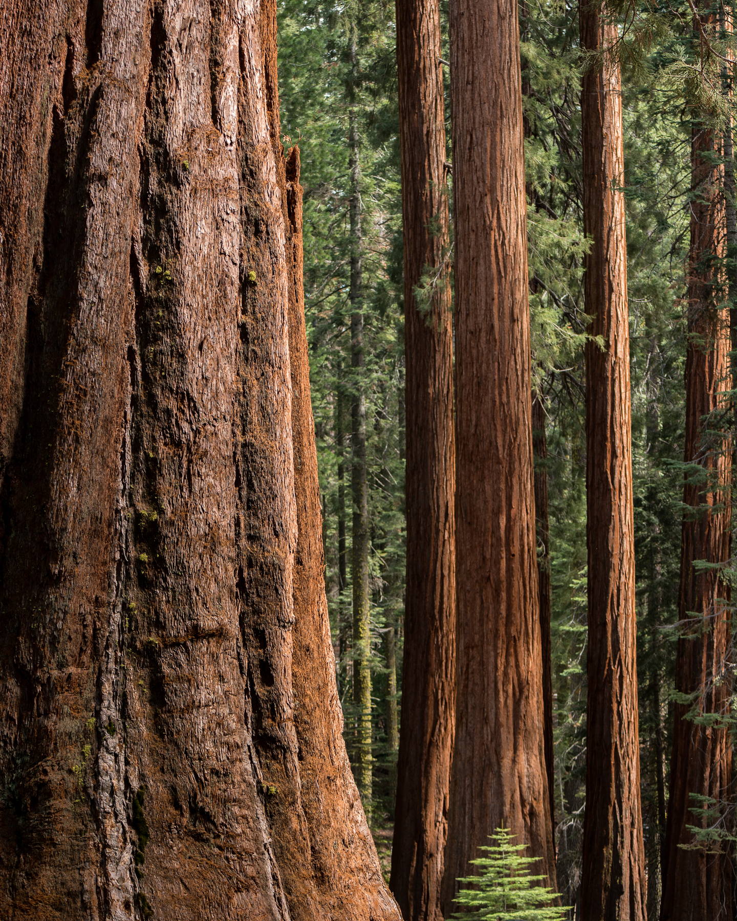 Wasim Muklashy Photography_April 2015_Yosemite_California_Samsung NX1_ SAM_8288_1800px.jpg