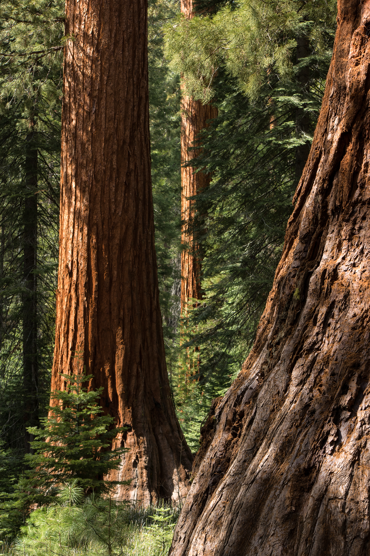 Wasim Muklashy Photography_April 2015_Yosemite_California_Samsung NX1_ SAM_8305_1800px.jpg