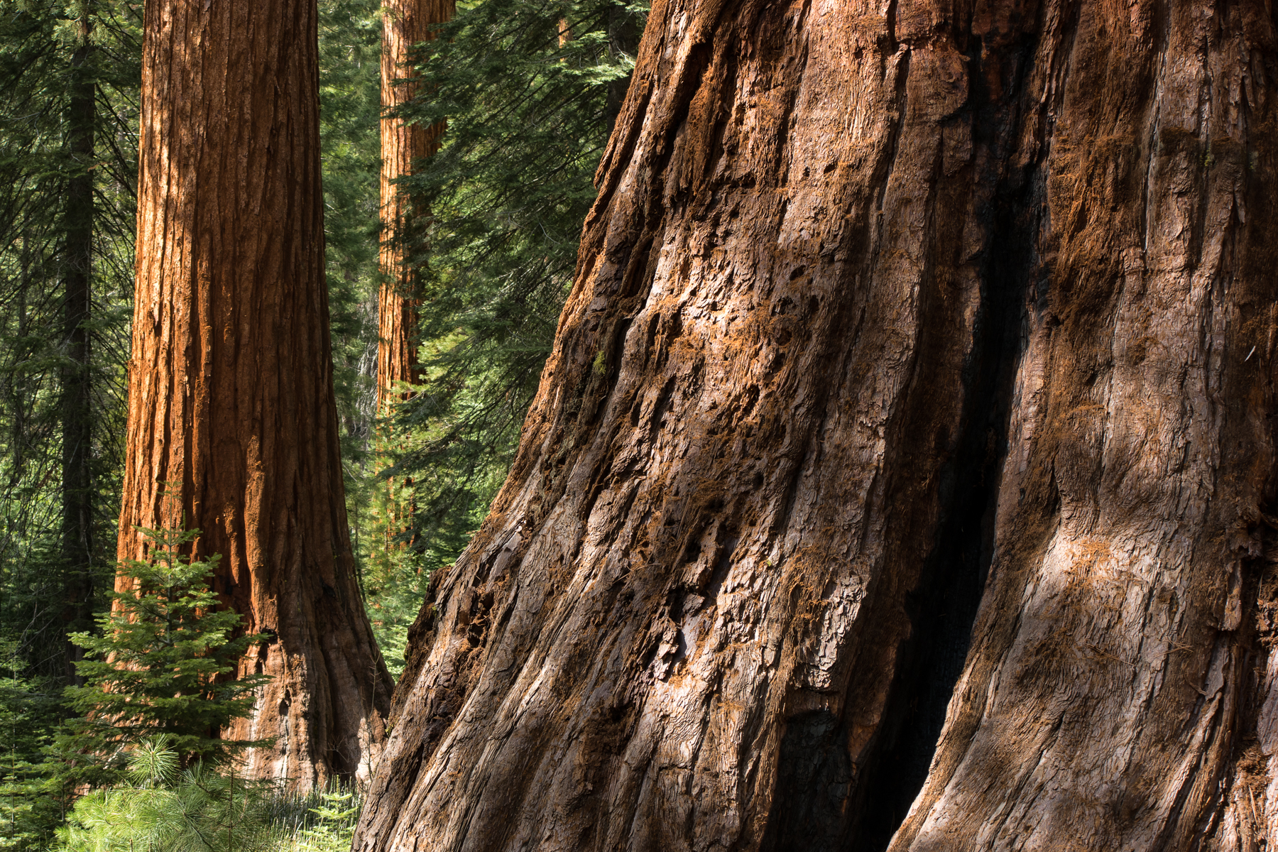 Wasim Muklashy Photography_April 2015_Yosemite_California_Samsung NX1_ SAM_8306_1800px.jpg