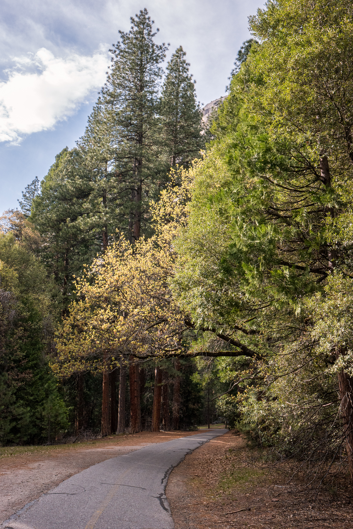 Wasim Muklashy Photography_April 2015_Yosemite_California_Samsung NX500_ SAM_1673_1800px.jpg