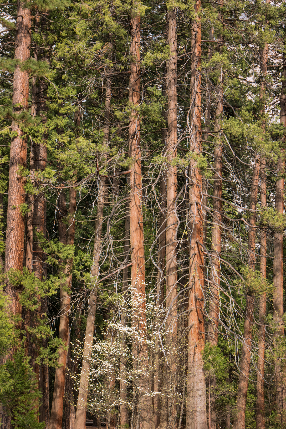 Wasim Muklashy Photography_April 2015_Yosemite_California_Samsung NX500_ SAM_1679_1800px.jpg