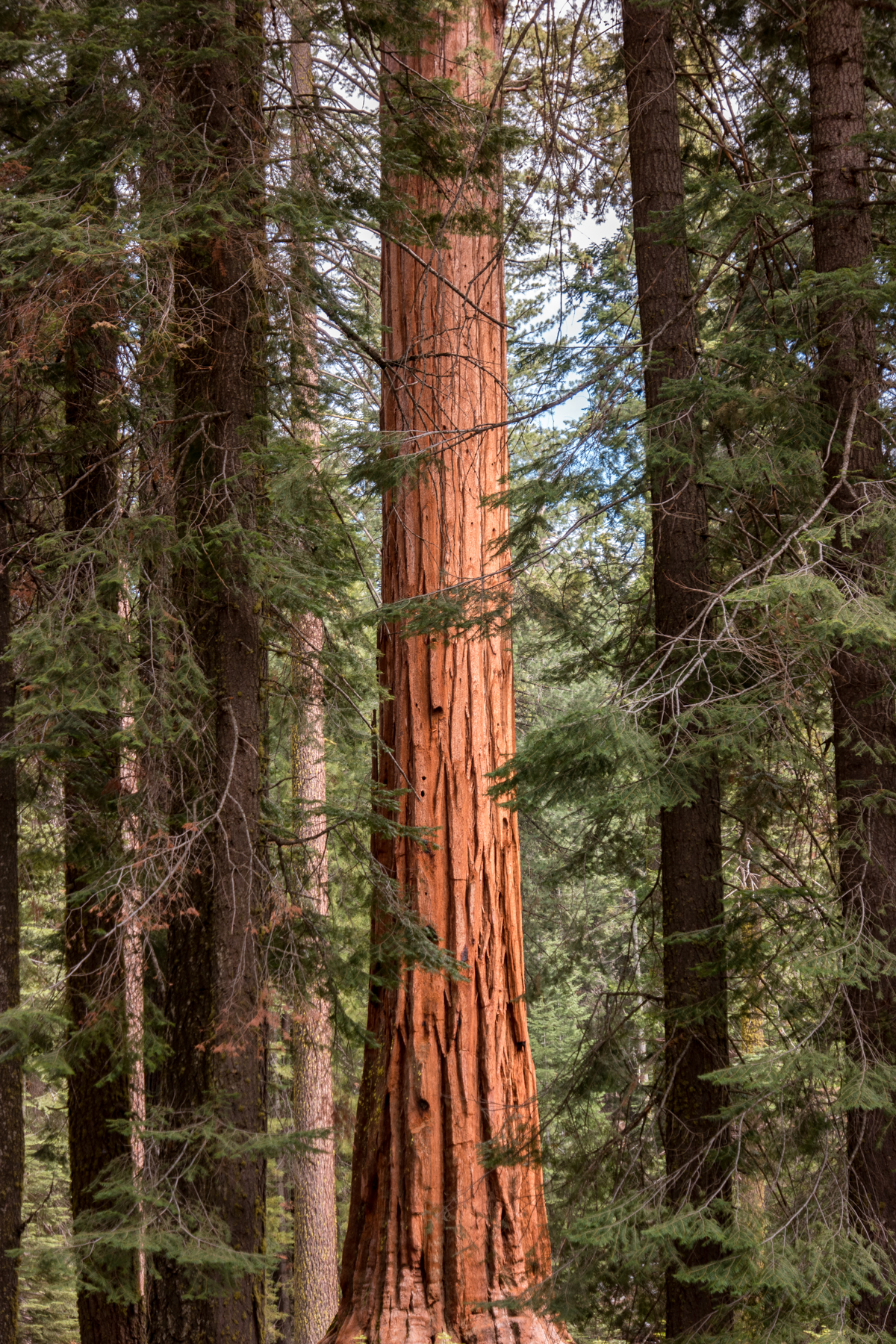 Wasim Muklashy Photography_April 2015_Yosemite_California_Samsung NX500_ SAM_2017_1800px.jpg