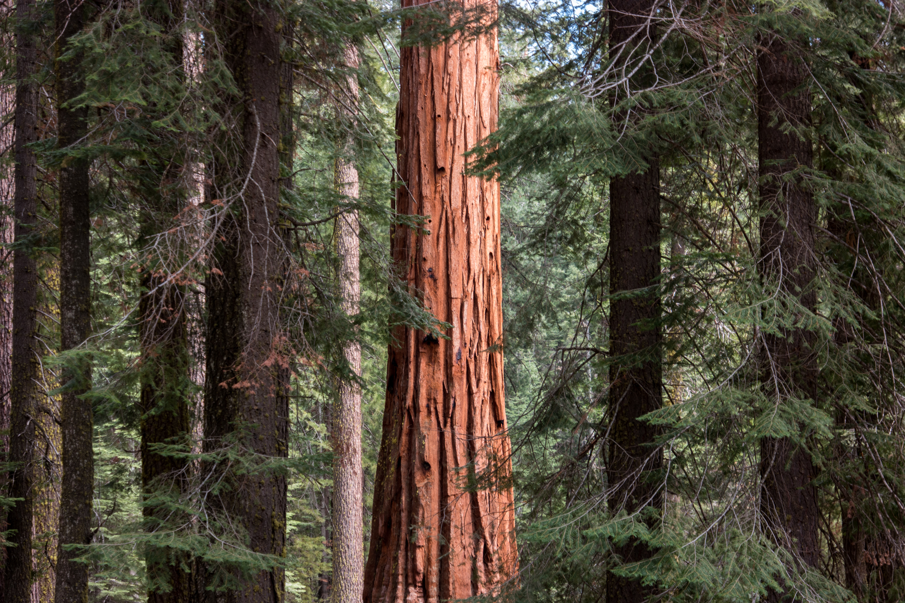 Wasim Muklashy Photography_April 2015_Yosemite_California_Samsung NX500_ SAM_2019_1800px.jpg