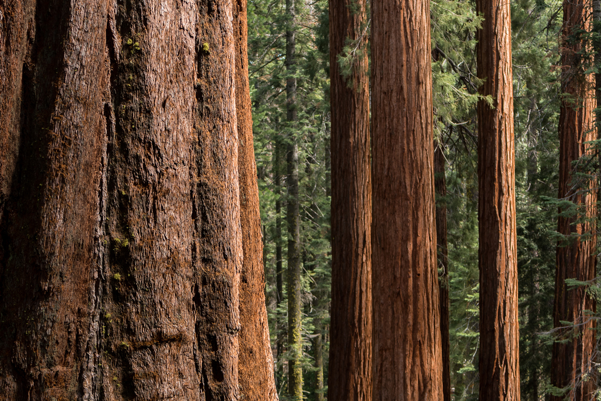 Wasim-Muklashy-Photography_April-2015_Yosemite_California_Samsung-NX1_-SAM_8288_1200pxHorizontalCrop.jpg