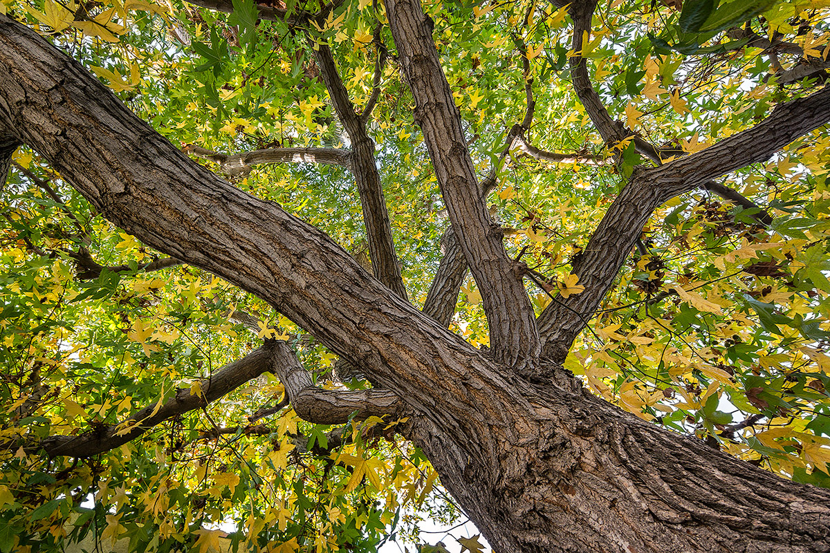 Wasim-Muklashy-Photography_Samsung-NX300-Sample-Images_SAM_0080_1200.jpg