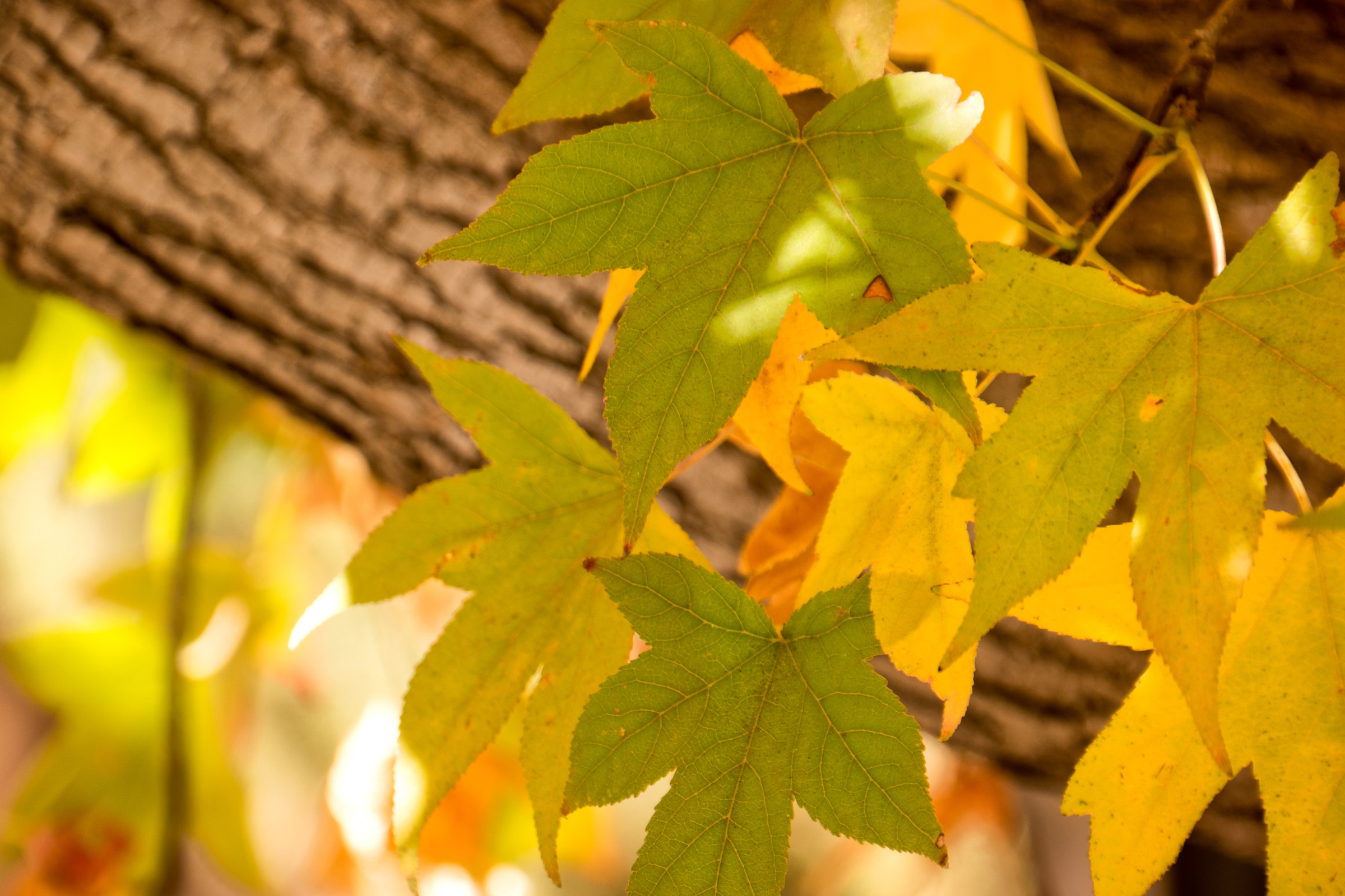 Wasim-Muklashy-Photography_Sedona_Arizona_Autumn-Leaves.jpg