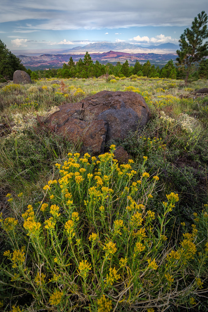 Wasim Muklashy Photography_Rocky Mountain National Park_Colorado_01.jpg