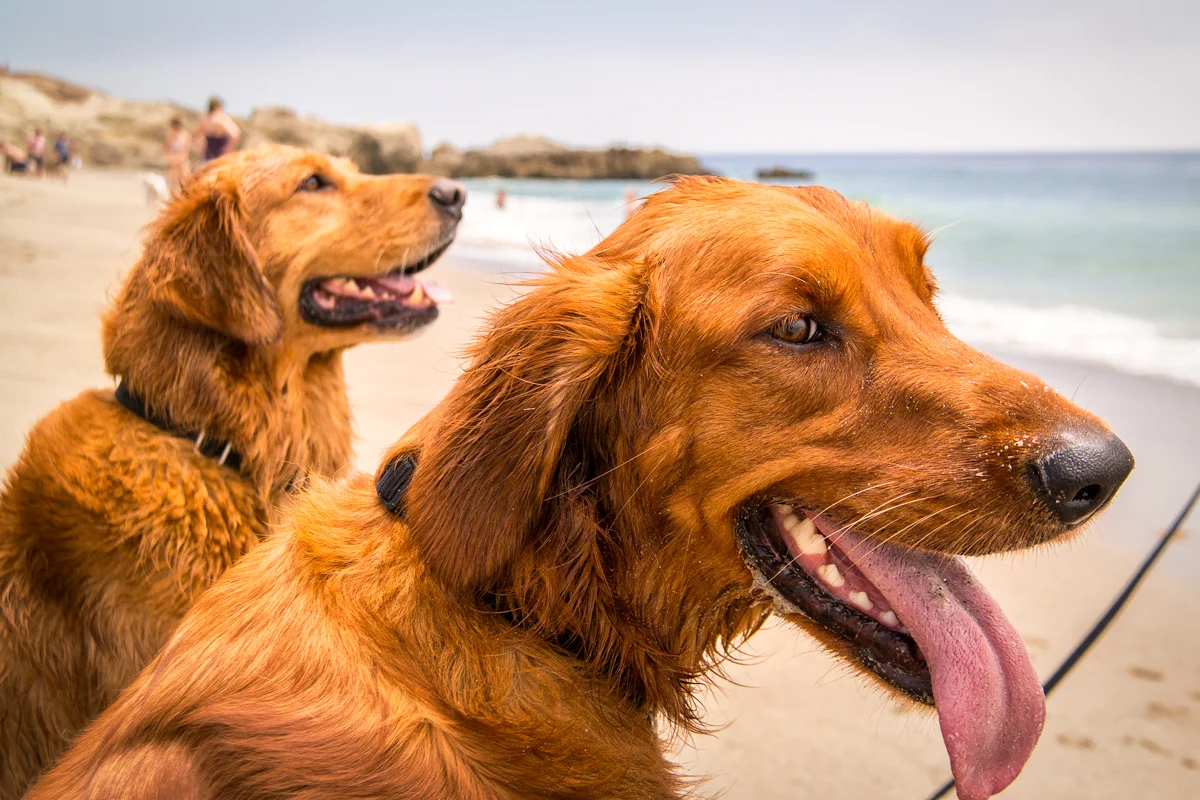 8 Quick Tips For Candid Pet Photography