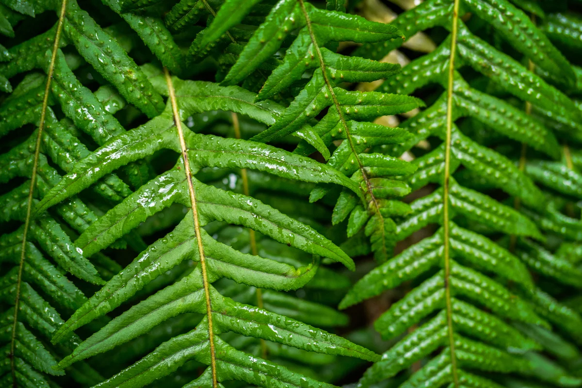 To DSLR Or Not To DSLR? That Is The Question - A Mirrorless Camera Pacific Northwest Photo Trip - Part 1