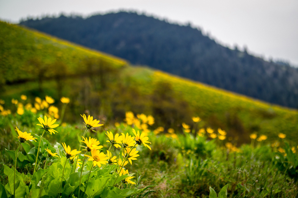 wasim_muklashy_042714_pacific_northwest_samsung nx30_mirrorless_10.jpg
